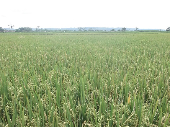 Gambar Gratis Tanaman Padi Berbuah Terhampar di Sawah 