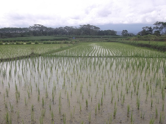 Gambar Gratis Padi di Sawah  Baru Selesai di Tanam 