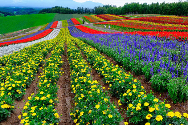  Taman  Bunga  Terindah di  Dunia  di  Hokkaido  Juragan Cipir