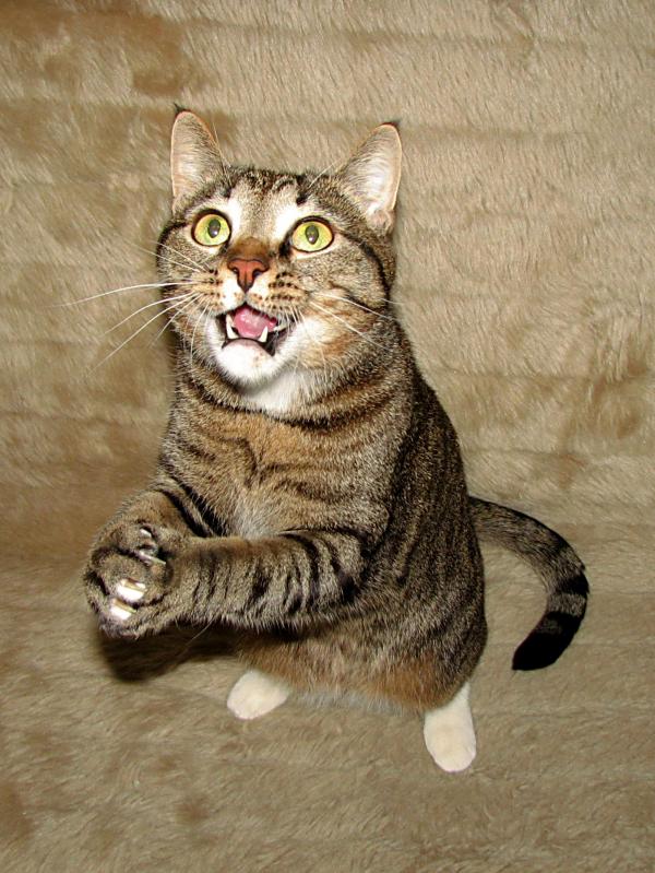 Gambar Lucu Kucing Mirip Harimau Berdiri « Juragan Cipir