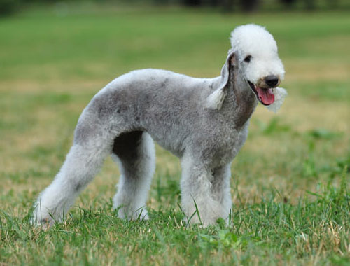 Anjing-Bedlington-Terrier