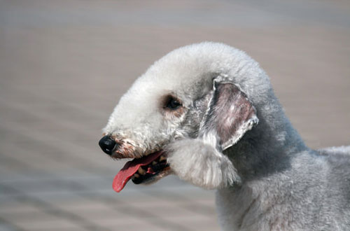 Anjing-Bedlington-Terrier1