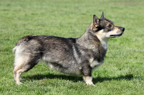 Anjing-Cebol-Swedish-Vallhund