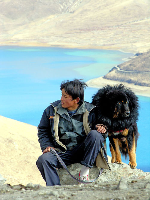 Anjing-Tibetan-Mastiff-2