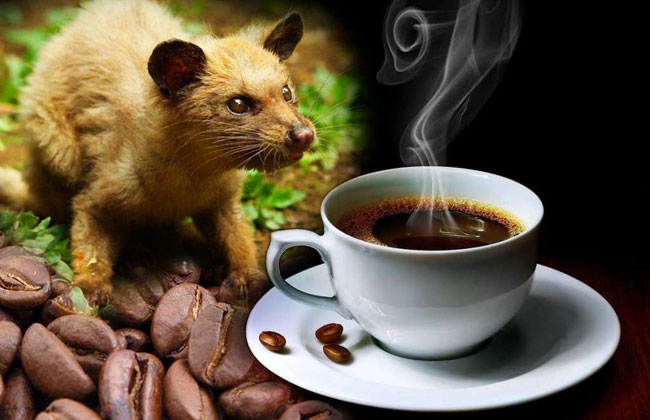 kopi-luwak