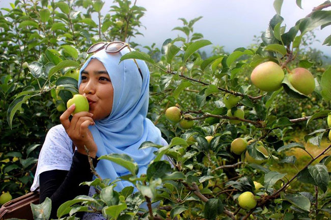 makan-buah-apel